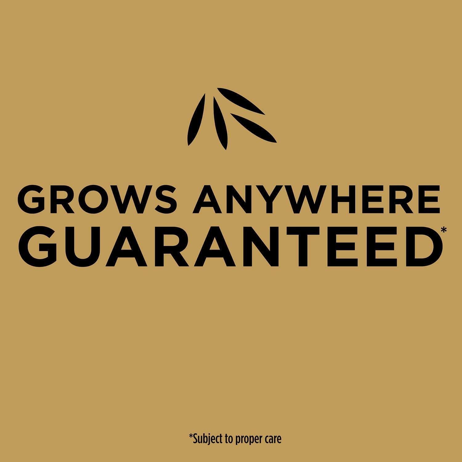 imageScotts EZ Seed Patch and Repair Tall Fescue Lawns 375 lb  Combination Mulch Seed and Fertilizer  Tackifier Reduces Seed WashAway  Mix Covers up to 85 sq ft40 lb