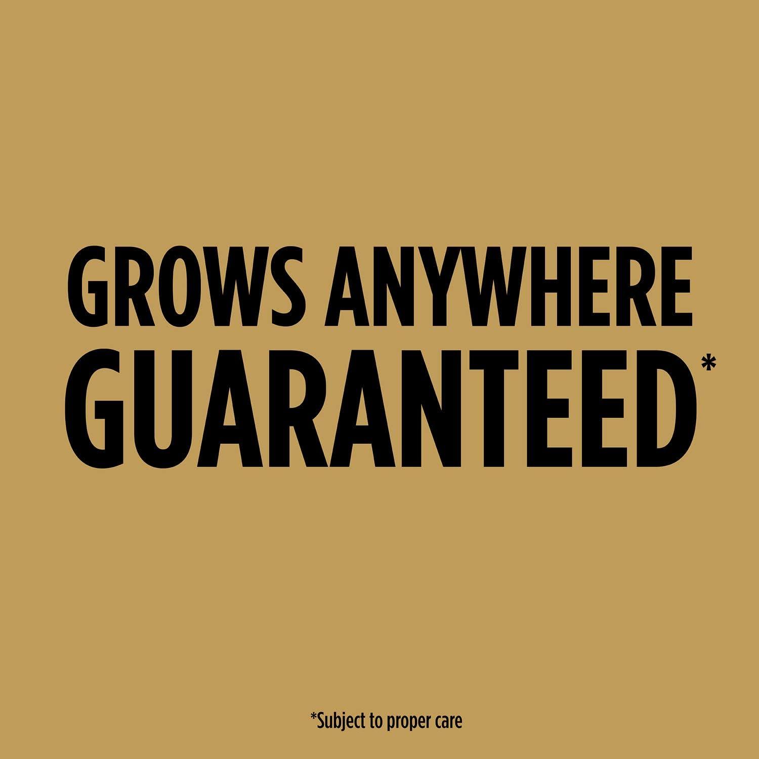 imageScotts EZ Seed Patch and Repair Tall Fescue Lawns 375 lb  Combination Mulch Seed and Fertilizer  Tackifier Reduces Seed WashAway  Mix Covers up to 85 sq ft2 lb