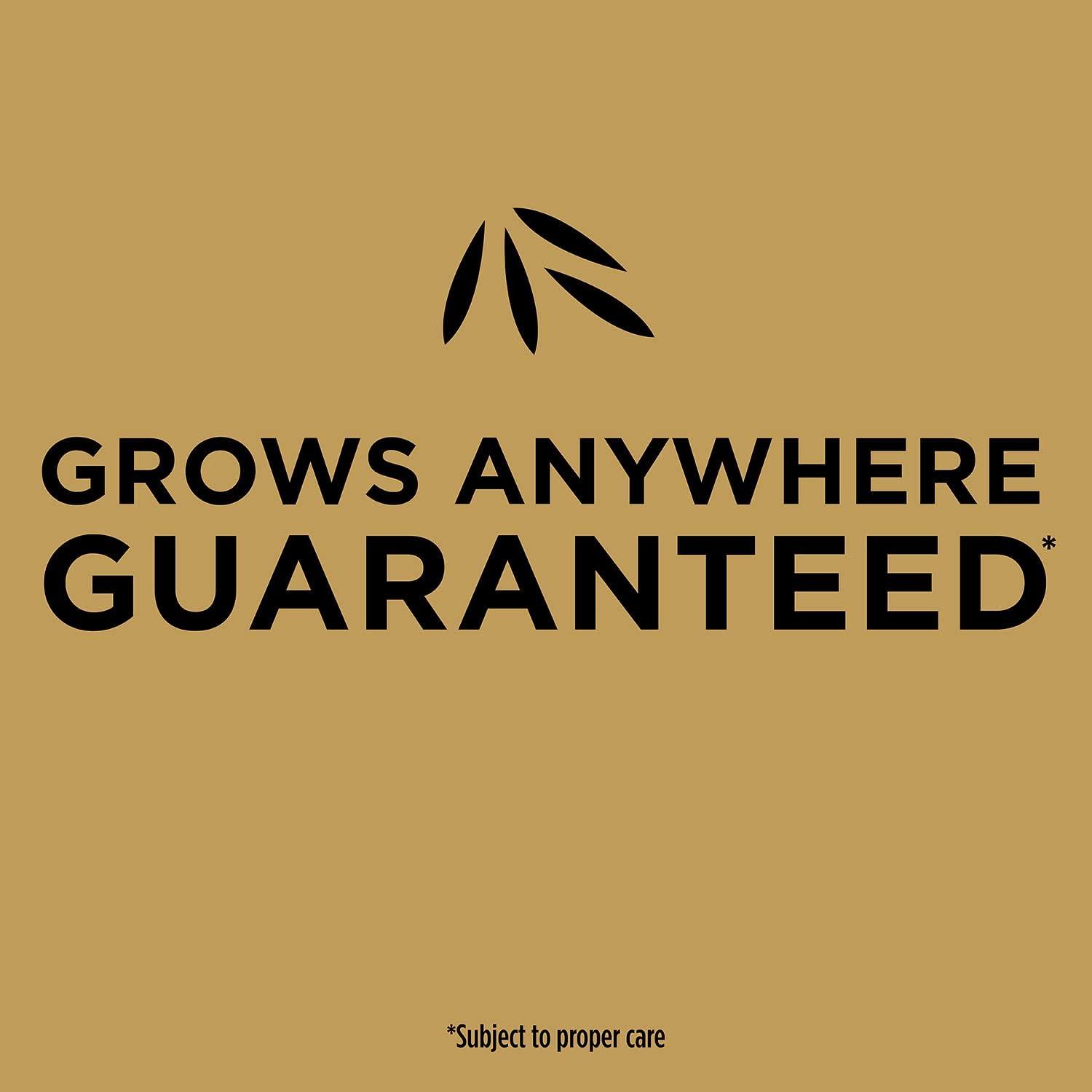 imageScotts EZ Seed Patch and Repair Tall Fescue Lawns 375 lb  Combination Mulch Seed and Fertilizer  Tackifier Reduces Seed WashAway  Mix Covers up to 85 sq ft375 lb