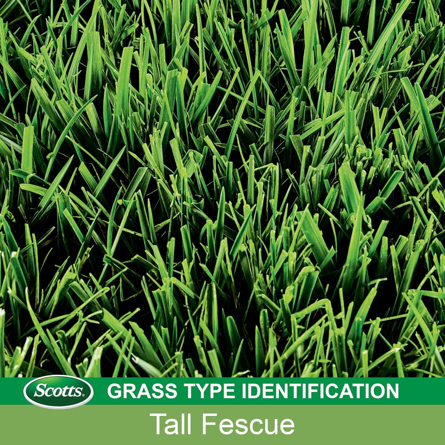 imageScotts EZ Seed Patch and Repair Tall Fescue Lawns 375 lb  Combination Mulch Seed and Fertilizer  Tackifier Reduces Seed WashAway  Mix Covers up to 85 sq ft40 lb