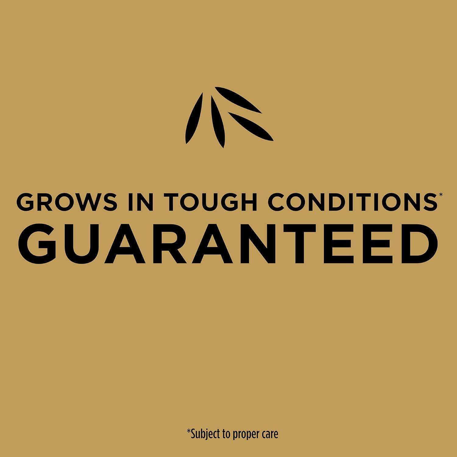 imageScotts EZ Seed Patch and Repair Tall Fescue Lawns 375 lb  Combination Mulch Seed and Fertilizer  Tackifier Reduces Seed WashAway  Mix Covers up to 85 sq ft375 lb