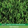 imageScotts EZ Seed Patch and Repair Tall Fescue Lawns 375 lb  Combination Mulch Seed and Fertilizer  Tackifier Reduces Seed WashAway  Mix Covers up to 85 sq ft2 lb