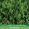 imageScotts EZ Seed Patch and Repair Tall Fescue Lawns 375 lb  Combination Mulch Seed and Fertilizer  Tackifier Reduces Seed WashAway  Mix Covers up to 85 sq ft40 lb