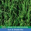 imageScotts Turf Builder Grass Seed Sun ampamp Shade Mix with Fertilizer and Soil Improver Thrives in Many Conditions 32 lbs20 lb