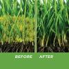 imageScotts MossEx Moss Killer for Lawns EasyToUse Shaker Jug Contains Fertilizer to Green Grass 459 lbs